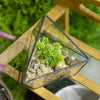 Image of Geometric Terrarium