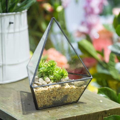 Geometric Terrarium